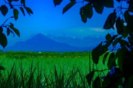 Landscape of mountains and grass in tree framing. Selective focus.