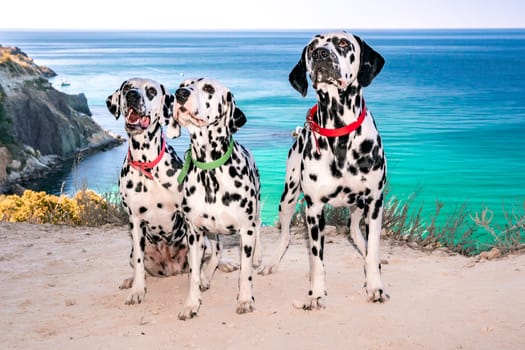 Three obedient Dalmatian dogs sit on the background of the azure sea and look at their owner. Two dogs in red collars, one in green. Concept of holidays and trips to the sea with Pets.