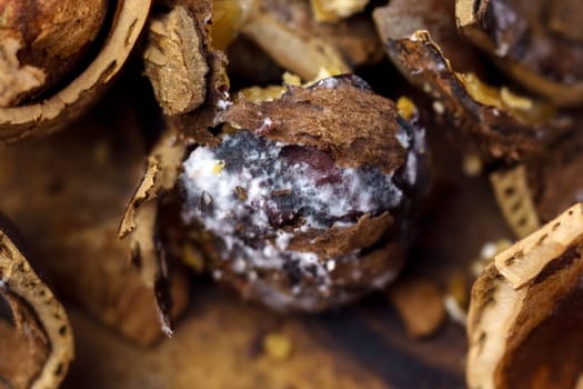 Hazelnuts pulled from the shell, mold, spoiled product. Macro