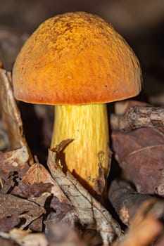Beautiful large mushroom with an orange head among dry foliage