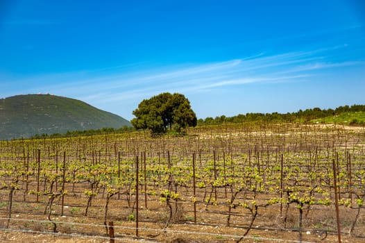 Spring vineyard, with the first leaves, against the backdrop of a large mountain