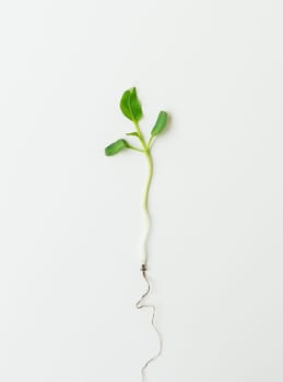 Small pepper seedling, green seedling isolated on white background pulled from the ground. Preparation for disembarkation