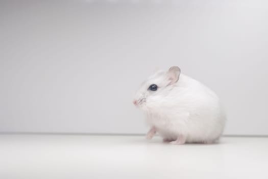 white hamster sitting on a white background, pets