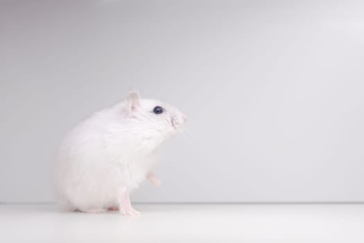 white hamster with a raised paw on a white background, pets