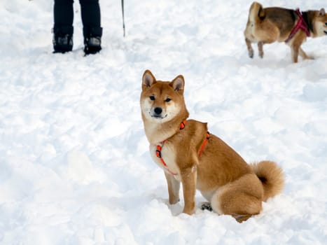 Japanese red coat dog is in winter forest. Portrait of beautiful Shiba inu male standing in the forest on the snow and trees background. High quality photo. Walk in winter