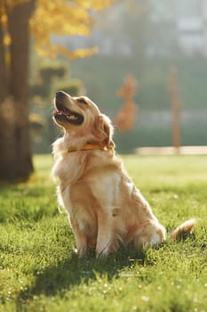 Beautiful Golden Retriever dog have a walk outdoors in the park.