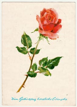 GERMANY - CIRCA 1972: Vintage postcard shows rose. Postcard printed in GDR, text in German - heartfelt wishes to birthday. heartfelt birthday wishes