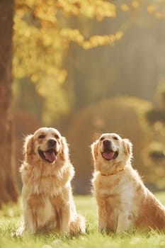 Two beautiful Golden Retriever dogs have a walk outdoors in the park together.