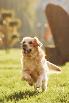 Photo in motion, running. Beautiful Golden Retriever dog have a walk outdoors in the park.