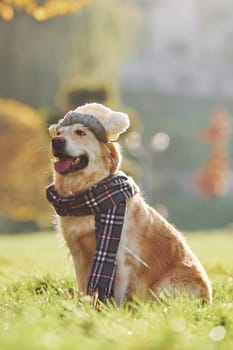 In hat and scarf. Beautiful Golden Retriever dog have a walk outdoors in the park.