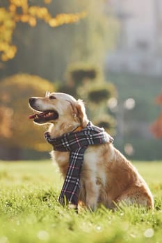 In scarf. Beautiful Golden Retriever dog have a walk outdoors in the park.