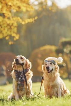 Holds collar in mouth. Two beautiful Golden Retriever dogs have a walk outdoors in the park together.
