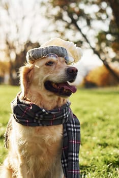 In hat, scarf and spectacles. Hipster look. Beautiful Golden Retriever dog have a walk outdoors in the park.