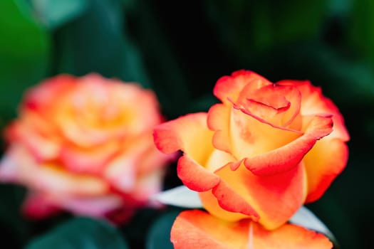 Beautiful Rose and Rosebuds in Rose Garden, Close Up, Selective Focus