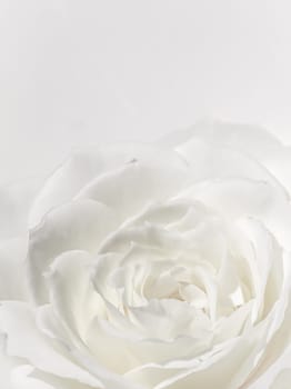 Beautiful rose flower isolated on white background. Soft focus. Macro flowers backdrop for holiday brand design