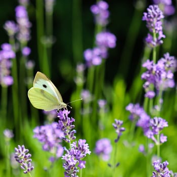 Beautiful yellow Gonepteryx rhamni or common brimstone butterfly on a purple lavender flower in a sunny garden.