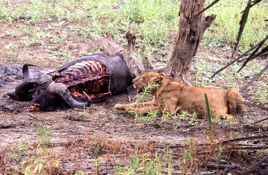 Lion (Panthera leo), Selous Game Reserve, Morogoro, Tanzania, Africa