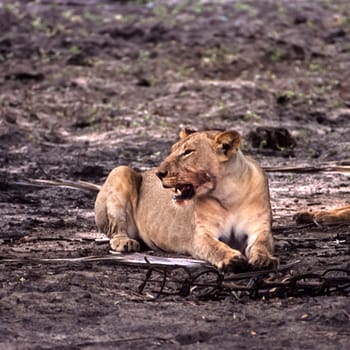 Lion (Panthera leo), Selous Game Reserve, Morogoro, Tanzania, Africa