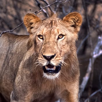 Lion (Panthera leo), Selous Game Reserve, Morogoro, Tanzania, Africa