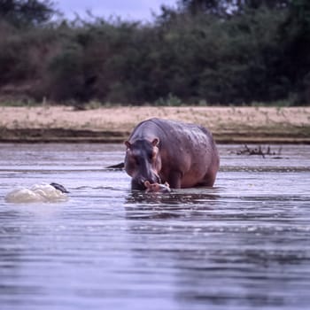 Hippopotamus (Hippopotamus amphibius, Selous Game Reserve, Morogoro, Tanzania, Africa