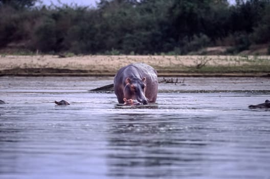 Hippopotamus (Hippopotamus amphibius, Selous Game Reserve, Morogoro, Tanzania, Africa