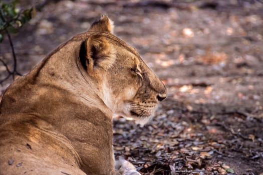 Lion (Panthera leo), Selous Game Reserve, Morogoro, Tanzania, Africa