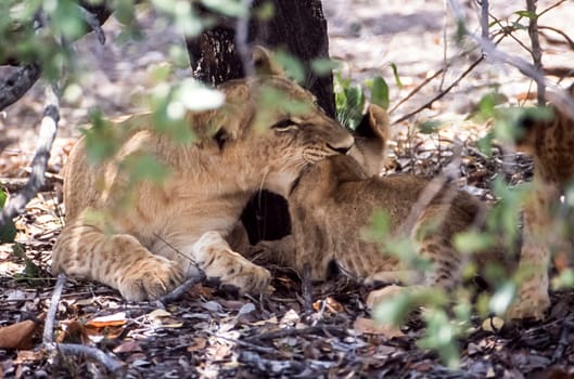 Lion (Panthera leo), Selous Game Reserve, Morogoro, Tanzania, Africa