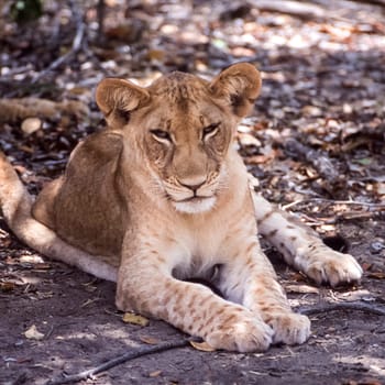 Lion (Panthera leo), Selous Game Reserve, Morogoro, Tanzania, Africa