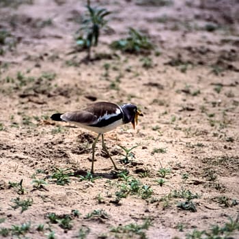 Withecrowned Plover (Vanellus albiceps), Selous Game Reserve, Morogoro, Tanzania, Africa