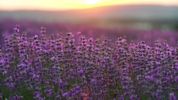 Lavender field at sunset. Blooming purple fragrant lavender flowers against the backdrop of a sunset sky.