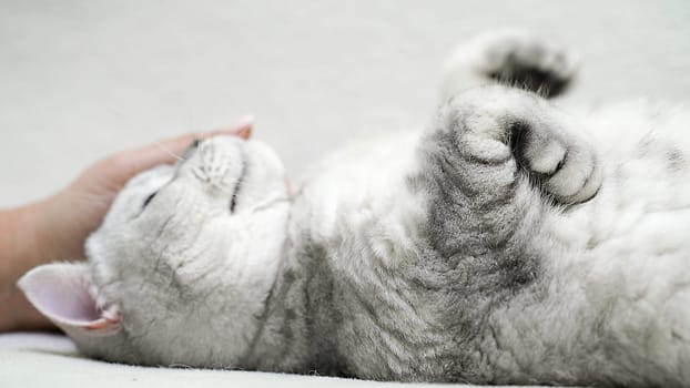 Scottish straight-eared cat lies on its back. The cat is upside down, the hand strokes the cat