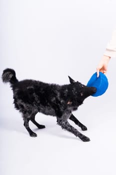 A playful mudi breed dog picking up blue frisbee with her teeth