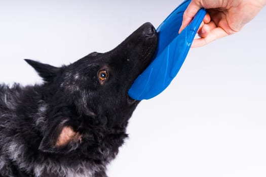 A playful mudi breed dog picking up blue frisbee with her teeth