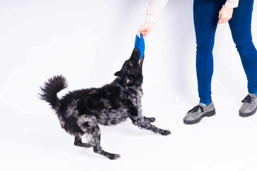 A playful mudi breed dog picking up blue frisbee with her teeth