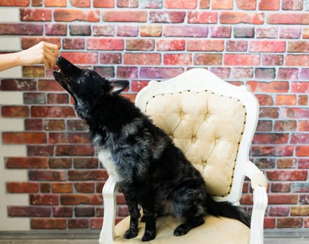 Man holds the dog's paw with love feeding mudi dog. On brick background