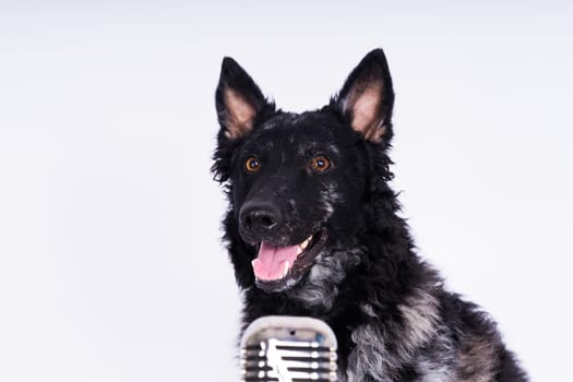 Mudi dog with microphone on a white studio background