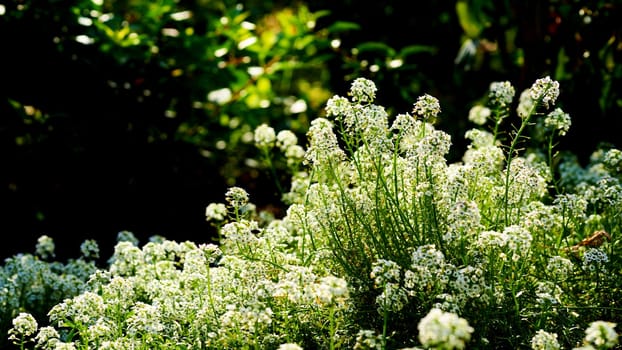 a herbaceous Eurasian plant that bears small flowers in a range of colors, typically white or yellow.