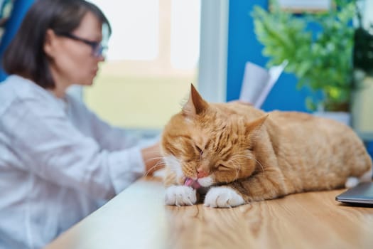 Lying cat washes his tongue on desk in home office, woman working using computer. Remote work at home, pets animals, lifestyle concept