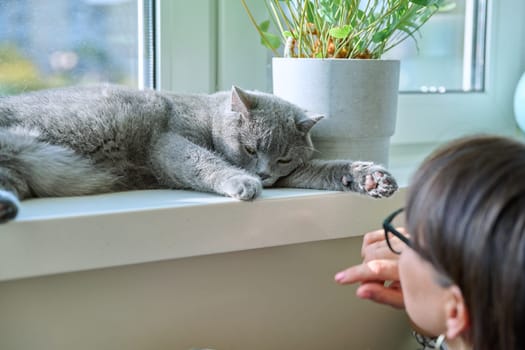 Close-up of relaxed gray cat lying on windowsill, woman looking talking to pet, window in sunlight. Relax, comfort, care, animals concept