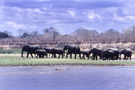 Elephant (Loxodonta africana), Selous Game Reserve, Morogoro, Tanzania, Africa