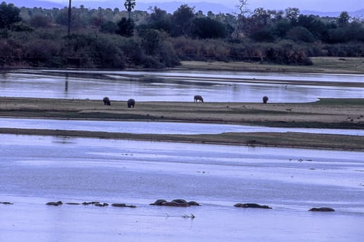 view of Rufiji River, Selous Game Reserve, Morogoro, Tanzania, Africa