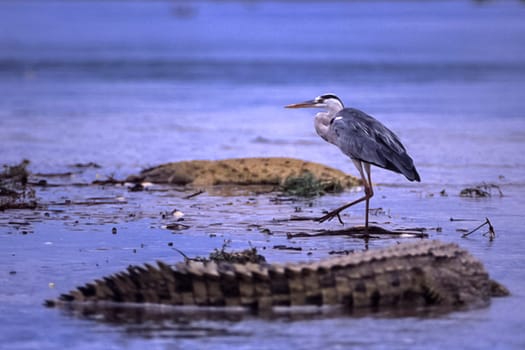 Grey Heron (Ardea cinerea, Selous Game Reserve, Morogoro, Tanzania, Africa