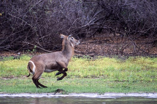 Waterbuck (Kobus ellipsiprymnus), Selous Game Reserve, Morogoro, Tanzania, Africa
