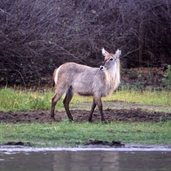 Waterbuck (Kobus ellipsiprymnus), Selous Game Reserve, Morogoro, Tanzania, Africa