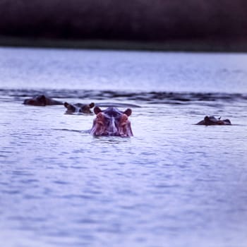 Hippopotamus (Hippopotamus amphibius, Selous Game Reserve, Morogoro, Tanzania, Africa