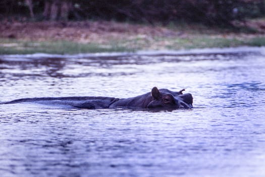 Hippopotamus (Hippopotamus amphibius, Selous Game Reserve, Morogoro, Tanzania, Africa