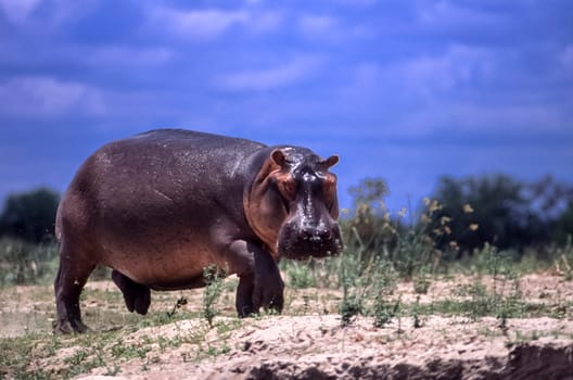 Hippopotamus (Hippopotamus amphibius, Selous Game Reserve, Morogoro, Tanzania, Africa