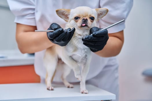 Small chihuahua dog being examined by a dentist doctor in a veterinary clinic. Pets, medicine, hygiene, care, animals concept