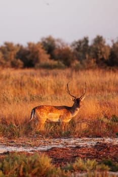 Beautiful young deer walks outdoors on the field at daytime.