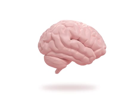 Human brain slide on isometric white background. 3d rendering.